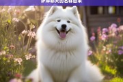 萨摩耶犬的名称由来，萨摩耶犬名称的起源