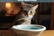 探究猫不喝碗里水的原因，猫为何不喝碗里的水