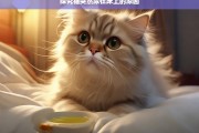 探究猫突然尿在床上的原因，猫突然尿在床上的原因探究