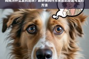 狗狗发抖还叫的原因解析及应对方法