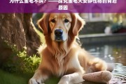 金毛犬为何安静？揭秘其温顺性格的深层原因