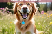 狗狗与狂犬疫苗，守护健康的必要之举，狗狗与狂犬疫苗，守护健康之关键