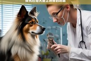 探究巴哥犬身上异味的原因，巴哥犬身上异味的成因探究