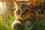 猫与猫草的不解之缘，猫与猫草，奇妙的不解之缘