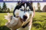 哈士奇咬鸡行为背后的犬类本能与行为解析