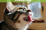 探究猫舔自己的原因，猫为何舔自己