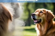 探寻狗对同类的感知之谜，狗对同类的感知之谜探究