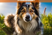 中华田园犬的独特魅力，中华田园犬，独特魅力之源