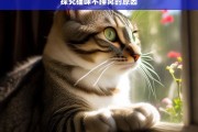 探究猫咪不睡窝的原因，猫咪为何不睡窝