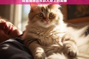 探索猫咪喜欢趴人身上的奥秘，猫咪为何喜欢趴人身上之奥秘探索