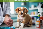 探究幼犬呕吐的原因，幼犬呕吐原因探究