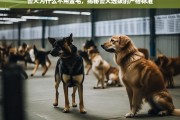 警犬选拔揭秘，为何金毛犬难入警队？