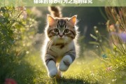 猫咪的奇妙行为之跑的探究，猫咪奔跑行为探秘