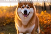 秋田犬价格高昂的背后原因揭秘