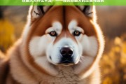 秋田犬的忠诚与固执，为何它们不愿离开？