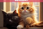 猫猫为何如此粘人，猫猫粘人之谜