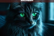 猫咪的神秘凝视，猫咪神秘凝视之谜