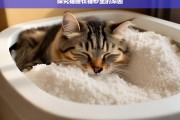 探究猫睡在猫砂里的原因，猫为何睡在猫砂里