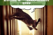 猫为什么能钻门缝？——揭秘猫咪身体的柔韧性与生存智慧