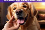 狗狗舔手的原因与行为解析，揭秘背后的情感与习惯