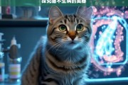 探究猫不生病的奥秘，猫不生病的奥秘探寻