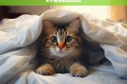 关于猫钻被窝的探究，猫钻被窝现象探究