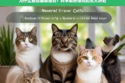 科学解析，给猫绝育的五大好处