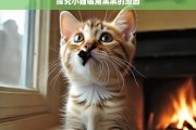 探究小猫嘴角黑黑的原因，小猫嘴角黑黑的原因探究