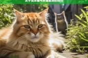 关于流浪猫与家猫差异的探讨，流浪猫与家猫的差异剖析