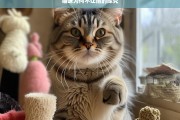 猫咪为何不让抱的探究，猫咪不让抱的原因探究