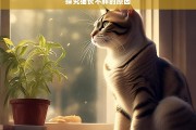 探究猫长不胖的原因，探究猫长不胖的原因剖析