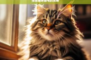 探索猫咪舔毛的奥秘，猫咪舔毛的奥秘探索