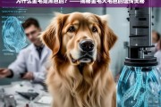 金毛犬毛色之谜，黑色金毛的遗传奥秘解析