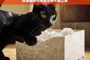 探索猫咪与纸盒子的不解之缘，猫咪与纸盒子的奇妙羁绊