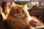 猫与人类的奇妙羁绊，猫与人类的奇妙羁绊之旅