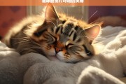 猫咪睡觉打呼噜的奥秘，猫咪睡觉打呼噜的奥秘探究