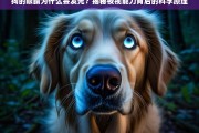 狗的眼睛为什么会发光？揭秘夜视能力背后的科学原理