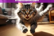 关于猫突然跑来跑去的探究，猫突然跑来跑去现象探究