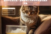 猫为什么尿沙发？揭秘猫咪行为背后的原因与解决方案