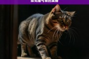 探究猫弓背的奥秘，猫弓背现象探秘