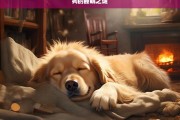 狗的睡眠之谜，狗的睡眠之谜探究