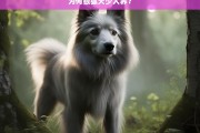 为何银狐犬少人养？，银狐犬少人养的原因探究