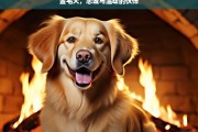 金毛犬，忠诚与温暖的伙伴，金毛犬，忠诚温暖的伙伴