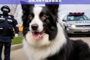 边牧为何不适合做警犬，边牧不适合做警犬的原因