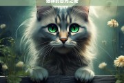 猫咪的目光之谜，探究猫咪目光之谜