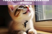 小猫嘴角黑黑的为什么？揭秘猫咪嘴角黑色素沉积的原因与应对方法