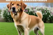 狗狗弓腰的原因与健康信号解析