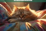 探究猫喜欢睡床角落的原因，猫为何喜欢睡床角落