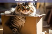 猫咪与纸箱子的不解之缘，猫咪与纸箱子的奇妙缘分