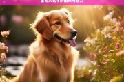 金毛犬名字的由来与魅力，金毛犬，名字之源与独特魅力